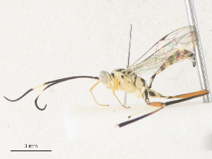  ( - CBG-A40073-E05)  @11 [ ] CreativeCommons - Attribution Share - Alike (2024) CBG Photography Group Centre for Biodiversity Genomics