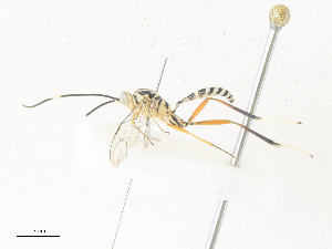  ( - CBG-A40074-B08)  @11 [ ] CreativeCommons - Attribution Share - Alike (2024) CBG Photography Group Centre for Biodiversity Genomics