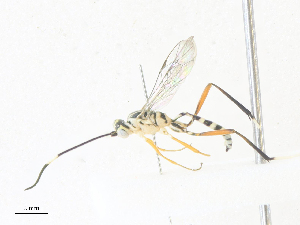  ( - CBG-A40074-B09)  @11 [ ] CreativeCommons - Attribution Share - Alike (2024) CBG Photography Group Centre for Biodiversity Genomics