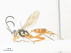  ( - CBG-A40075-A09)  @11 [ ] CreativeCommons - Attribution Share - Alike (2024) CBG Photography Group Centre for Biodiversity Genomics