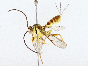  ( - BIOUG64412-F10)  @11 [ ] CreativeCommons - Attribution (2022) CBG Photography Group Centre for Biodiversity Genomics