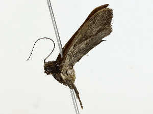  (gelMalaise01 Malaise3874 - BIOUG70306-F02)  @11 [ ] CreativeCommons - Attribution (2022) CBG Photography Group Centre for Biodiversity Genomics