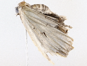  ( - BIOUG76510-F11)  @11 [ ] CreativeCommons - Attribution (2022) CBG Photography Group Centre for Biodiversity Genomics