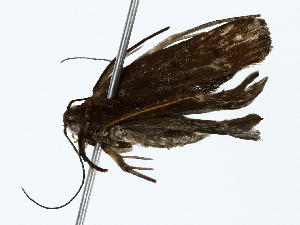  (Dichomeris Janzen9275 - BIOUG77725-C09)  @11 [ ] CreativeCommons - Attribution (2022) CBG Photography Group Centre for Biodiversity Genomics