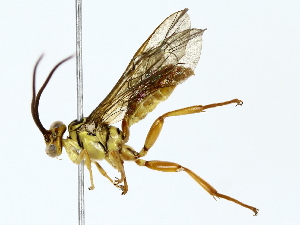  ( - BIOUG77726-A09)  @11 [ ] CreativeCommons - Attribution (2022) CBG Photography Group Centre for Biodiversity Genomics