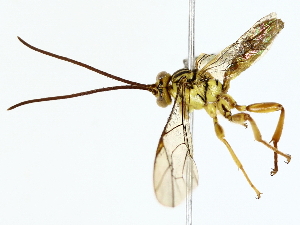  ( - BIOUG77726-E04)  @11 [ ] CreativeCommons - Attribution (2022) CBG Photography Group Centre for Biodiversity Genomics