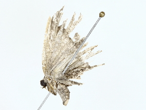  (Schidax squamariaMalaise9871 - BIOUG77727-C05)  @11 [ ] CreativeCommons - Attribution (2022) CBG Photography Group Centre for Biodiversity Genomics