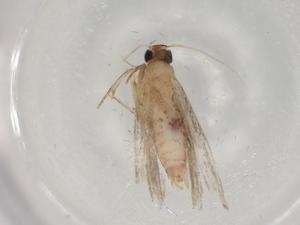  ( - BIOUG77989-F11)  @11 [ ] CreativeCommons - Attribution (2022) Centre for Biodiversity Genomics Centre for Biodiversity Genomics