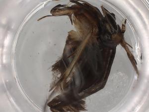  ( - BIOUG78064-H11)  @11 [ ] CreativeCommons - Attribution (2022) Centre for Biodiversity Genomics Centre for Biodiversity Genomics