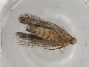  ( - BIOUG78065-A06)  @11 [ ] CreativeCommons - Attribution (2022) Centre for Biodiversity Genomics Centre for Biodiversity Genomics