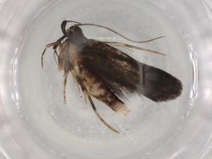  ( - BIOUG78088-C11)  @11 [ ] CreativeCommons - Attribution (2022) Centre for Biodiversity Genomics Centre for Biodiversity Genomics