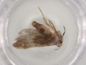  ( - BIOUG78088-D05)  @11 [ ] CreativeCommons - Attribution (2022) Centre for Biodiversity Genomics Centre for Biodiversity Genomics