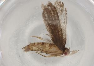  ( - BIOUG78088-E11)  @11 [ ] CreativeCommons - Attribution (2022) Centre for Biodiversity Genomics Centre for Biodiversity Genomics