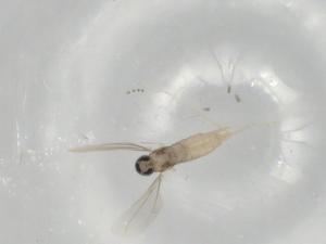  ( - BIOUG78094-B08)  @11 [ ] CreativeCommons - Attribution (2022) Centre for Biodiversity Genomics Centre for Biodiversity Genomics