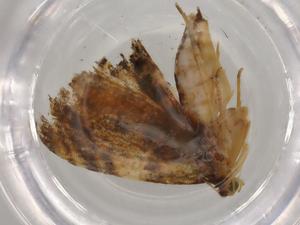  ( - BIOUG78095-F01)  @11 [ ] CreativeCommons - Attribution (2022) Centre for Biodiversity Genomics Centre for Biodiversity Genomics