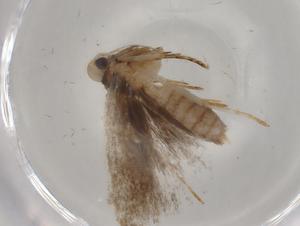  ( - BIOUG78095-F09)  @11 [ ] CreativeCommons - Attribution (2022) Centre for Biodiversity Genomics Centre for Biodiversity Genomics