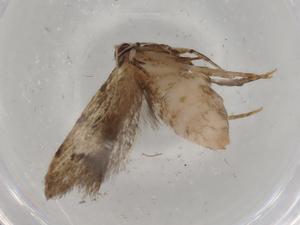  (gelMalaise01 Malaise9614 - BIOUG79016-E10)  @11 [ ] CreativeCommons - Attribution (2022) Centre for Biodiversity Genomics Centre for Biodiversity Genomics