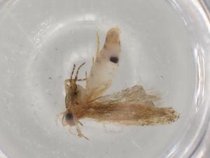  ( - BIOUG79016-F05)  @11 [ ] CreativeCommons - Attribution (2022) Centre for Biodiversity Genomics Centre for Biodiversity Genomics