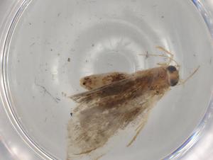  ( - BIOUG79016-H04)  @11 [ ] CreativeCommons - Attribution (2022) Centre for Biodiversity Genomics Centre for Biodiversity Genomics