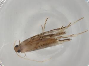  ( - BIOUG79016-H08)  @11 [ ] CreativeCommons - Attribution (2022) Centre for Biodiversity Genomics Centre for Biodiversity Genomics