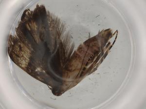  (gelJanzen01 Janzen9669 - BIOUG79017-A04)  @11 [ ] CreativeCommons - Attribution (2022) Centre for Biodiversity Genomics Centre for Biodiversity Genomics