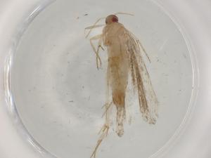  ( - BIOUG79017-A05)  @11 [ ] CreativeCommons - Attribution (2022) Centre for Biodiversity Genomics Centre for Biodiversity Genomics