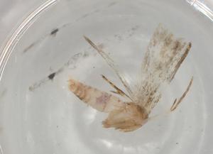  ( - BIOUG79045-H04)  @11 [ ] CreativeCommons - Attribution (2022) Centre for Biodiversity Genomics Centre for Biodiversity Genomics