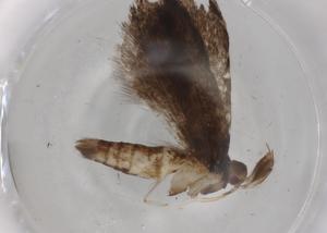  ( - BIOUG79046-A07)  @11 [ ] CreativeCommons - Attribution (2022) Centre for Biodiversity Genomics Centre for Biodiversity Genomics