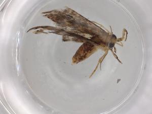  ( - BIOUG79046-A09)  @11 [ ] CreativeCommons - Attribution (2022) Centre for Biodiversity Genomics Centre for Biodiversity Genomics