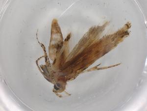  ( - BIOUG79046-C01)  @11 [ ] CreativeCommons - Attribution (2022) Centre for Biodiversity Genomics Centre for Biodiversity Genomics