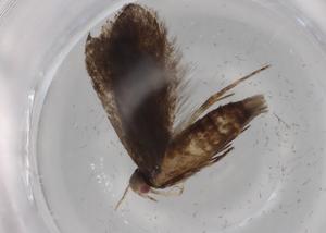  ( - BIOUG79046-D06)  @11 [ ] CreativeCommons - Attribution (2022) Centre for Biodiversity Genomics Centre for Biodiversity Genomics