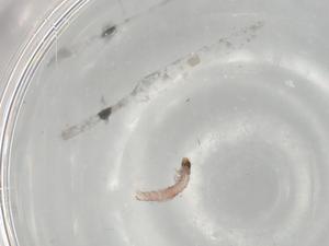  ( - BIOUG79053-H04)  @11 [ ] CreativeCommons - Attribution (2022) Centre for Biodiversity Genomics Centre for Biodiversity Genomics