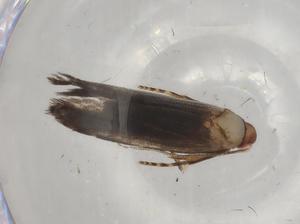  ( - BIOUG79081-F09)  @11 [ ] CreativeCommons - Attribution (2022) Centre for Biodiversity Genomics Centre for Biodiversity Genomics