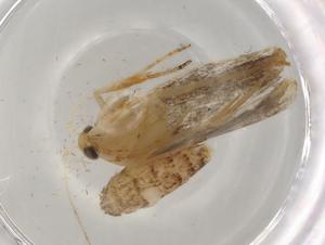  ( - BIOUG79081-H08)  @11 [ ] CreativeCommons - Attribution (2022) Centre for Biodiversity Genomics Centre for Biodiversity Genomics