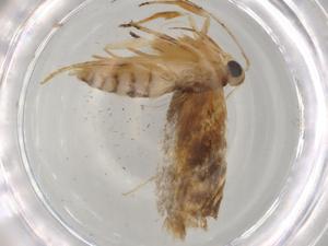  ( - BIOUG79081-H09)  @11 [ ] CreativeCommons - Attribution (2022) Centre for Biodiversity Genomics Centre for Biodiversity Genomics