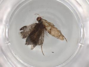  ( - BIOUG83499-D12)  @11 [ ] CreativeCommons - Attribution (2022) Centre for Biodiversity Genomics Centre for Biodiversity Genomics