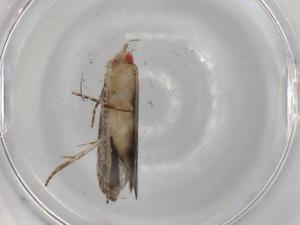  ( - BIOUG83499-G07)  @11 [ ] CreativeCommons - Attribution (2022) Centre for Biodiversity Genomics Centre for Biodiversity Genomics