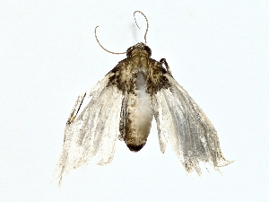  ( - BIOUG85263-A03)  @11 [ ] CreativeCommons - Attribution (2022) CBG Photography Group Centre for Biodiversity Genomics