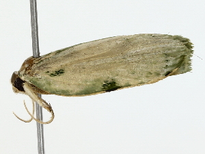  (Glena Malaise8798 - BIOUG85266-C02)  @11 [ ] CreativeCommons - Attribution (2022) CBG Photography Group Centre for Biodiversity Genomics