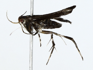  ( - BIOUG85300-G04)  @11 [ ] CreativeCommons - Attribution (2022) CBG Photography Group Centre for Biodiversity Genomics