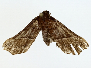  ( - BIOUG85301-E03)  @11 [ ] CreativeCommons - Attribution (2022) CBG Photography Group Centre for Biodiversity Genomics