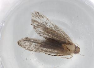  ( - BIOUG86110-G12)  @11 [ ] CreativeCommons - Attribution (2022) Centre for Biodiversity Genomics Centre for Biodiversity Genomics