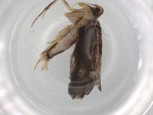  ( - BIOUG86112-H01)  @11 [ ] CreativeCommons - Attribution (2022) Centre for Biodiversity Genomics Centre for Biodiversity Genomics