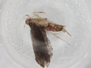  ( - BIOUG86118-G11)  @11 [ ] CreativeCommons - Attribution (2022) Centre for Biodiversity Genomics Centre for Biodiversity Genomics