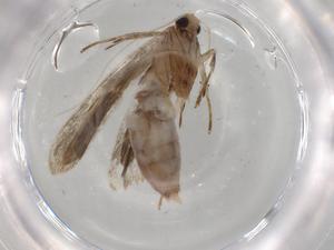  ( - BIOUG86133-E01)  @11 [ ] CreativeCommons - Attribution (2022) Centre for Biodiversity Genomics Centre for Biodiversity Genomics