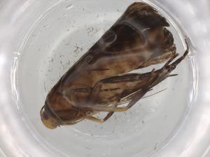  ( - BIOUG86138-C01)  @11 [ ] CreativeCommons - Attribution (2022) Centre for Biodiversity Genomics Centre for Biodiversity Genomics