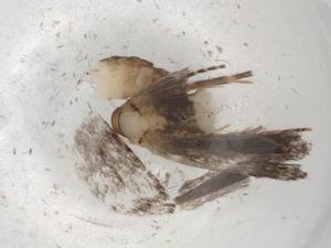  ( - BIOUG86150-B06)  @11 [ ] CreativeCommons - Attribution (2022) Centre for Biodiversity Genomics Centre for Biodiversity Genomics