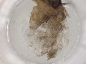  ( - BIOUG86157-A02)  @11 [ ] CreativeCommons - Attribution (2022) Centre for Biodiversity Genomics Centre for Biodiversity Genomics