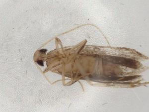  ( - BIOUG86157-A08)  @11 [ ] CreativeCommons - Attribution (2022) Centre for Biodiversity Genomics Centre for Biodiversity Genomics