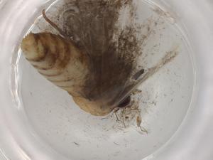  ( - BIOUG86157-A10)  @11 [ ] CreativeCommons - Attribution (2022) Centre for Biodiversity Genomics Centre for Biodiversity Genomics